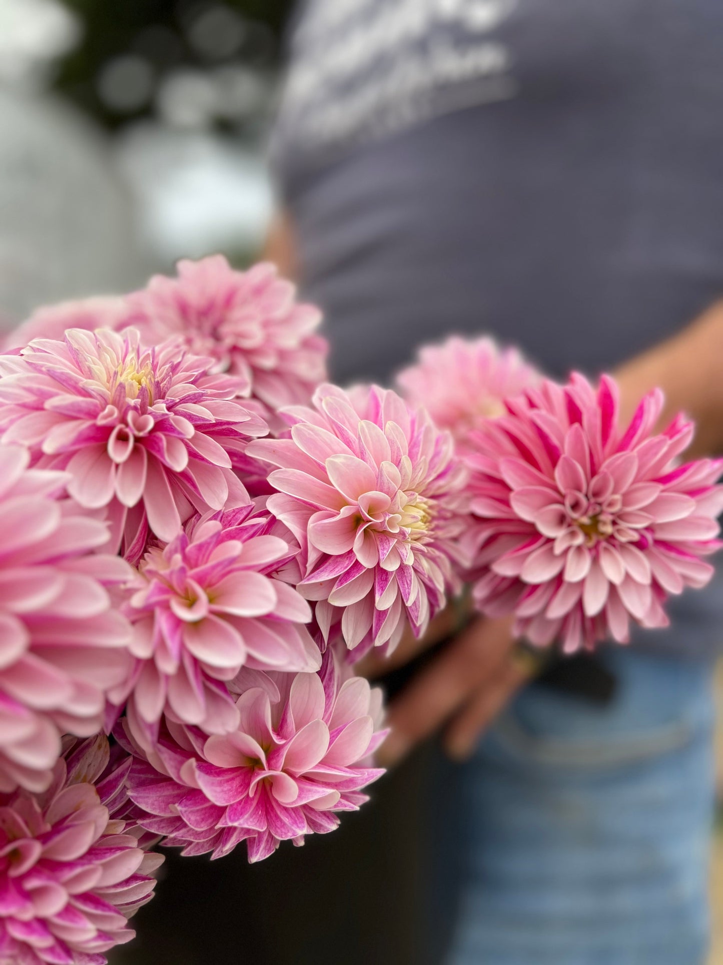 Salish Twilight Girl : tubercule de dahlia
