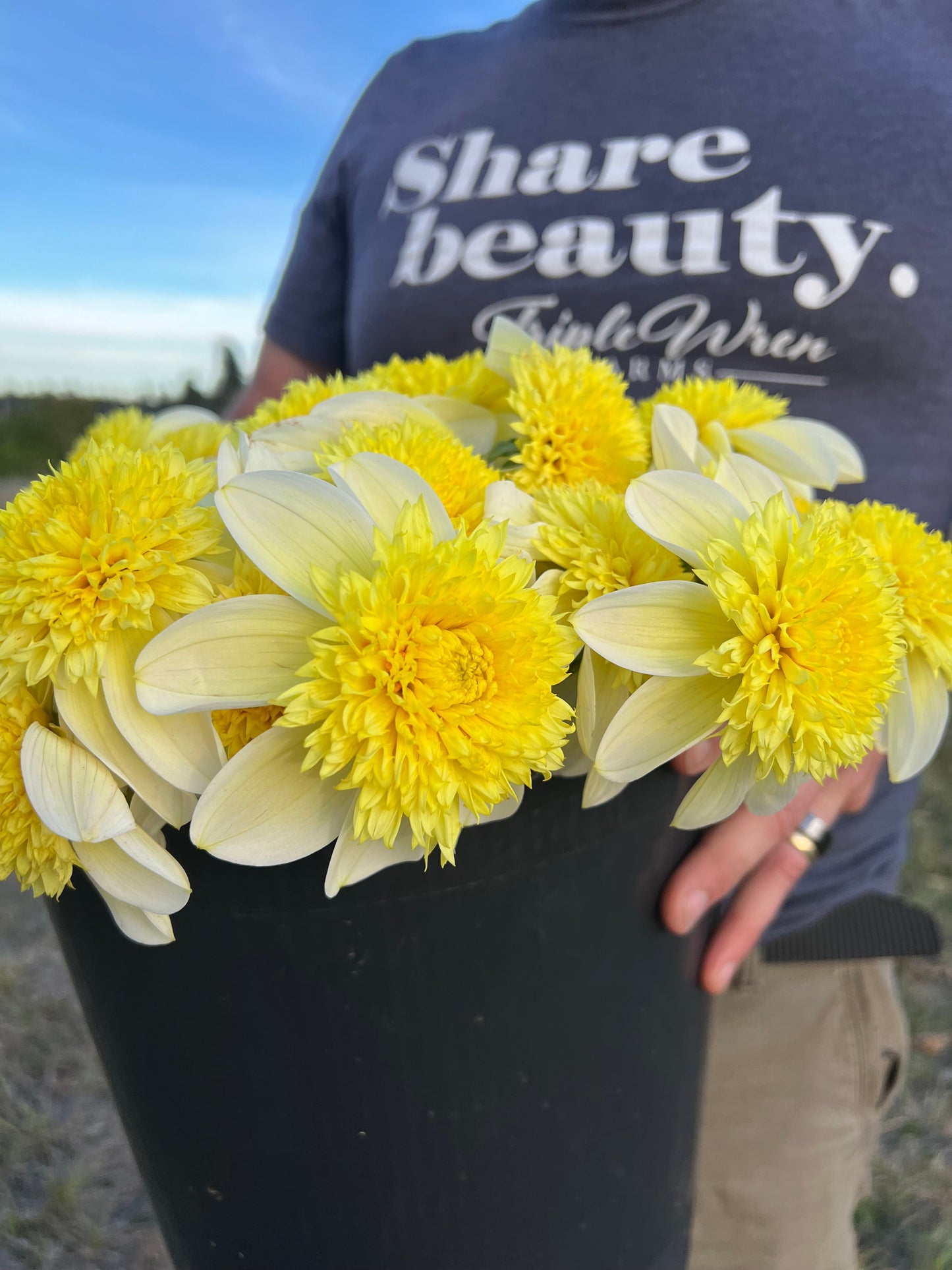 Sandia Summertime : tubercule de dahlia