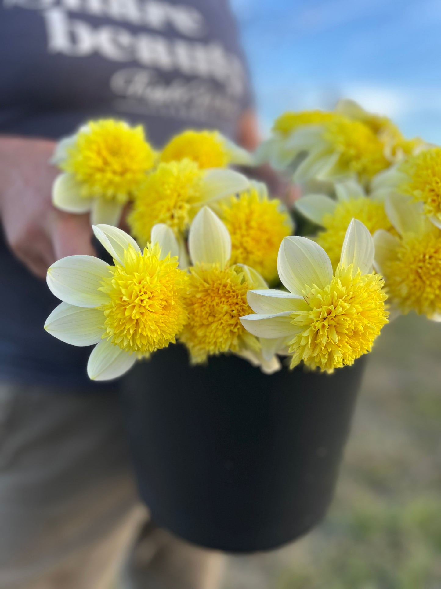 Sandia Summertime : tubercule de dahlia