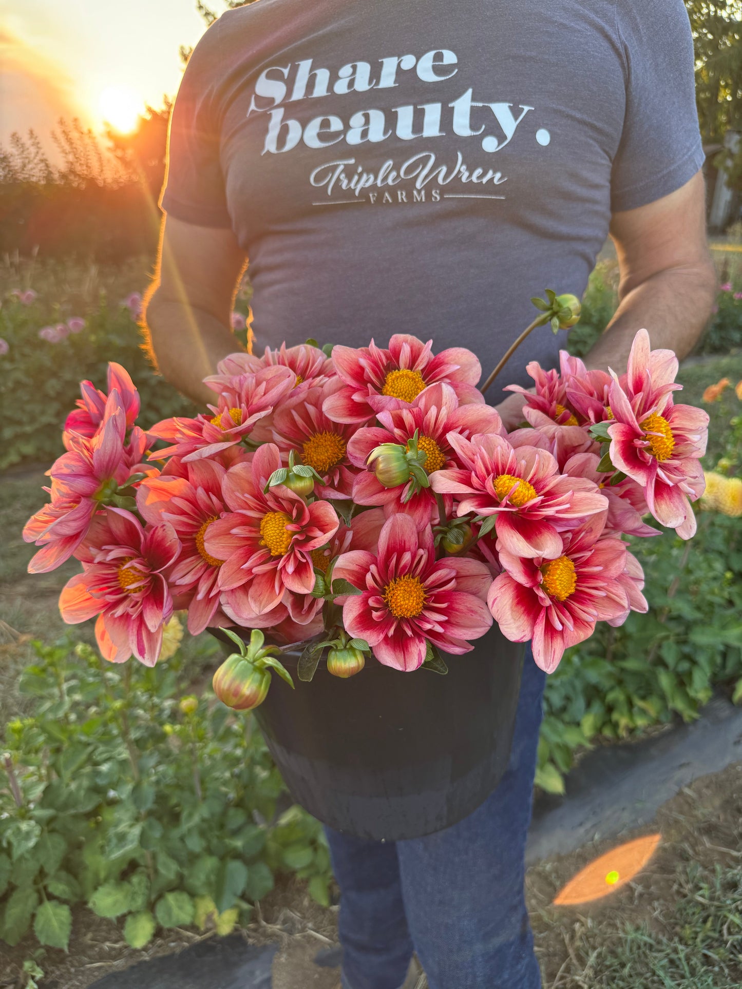 PK Bloodshot Dahlia Tuber