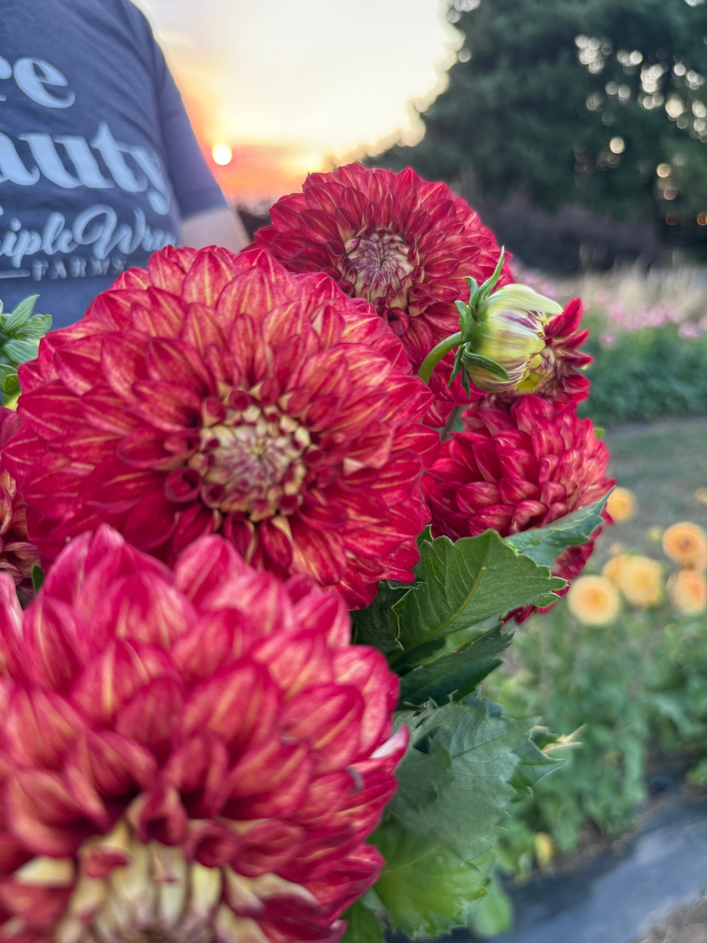 Salish Night Fire Dahlia Tuber