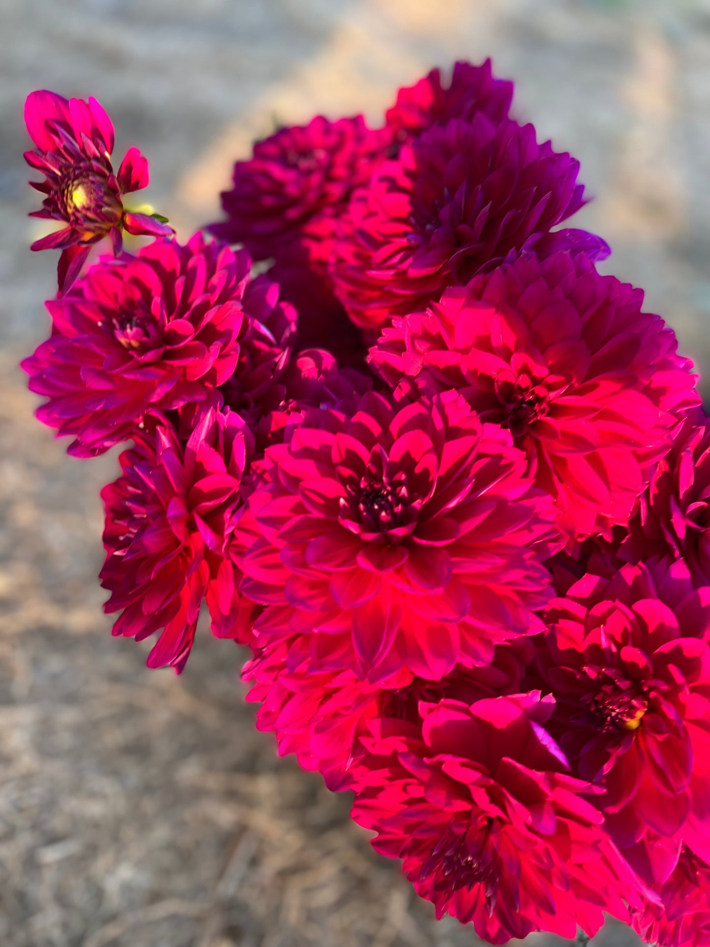 Sandia Nocturne : tubercule de dahlia