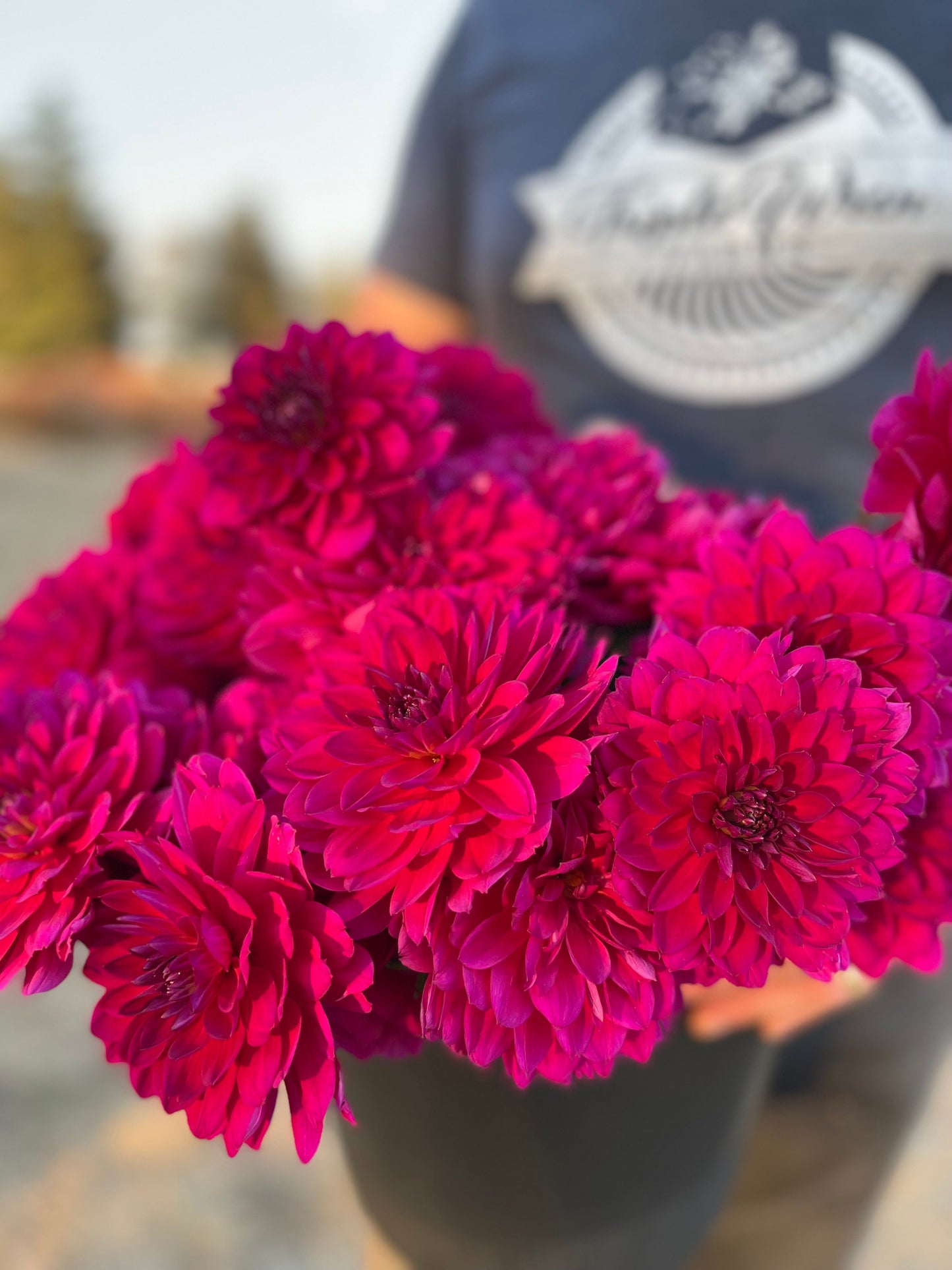 Sandia Nocturne : tubercule de dahlia