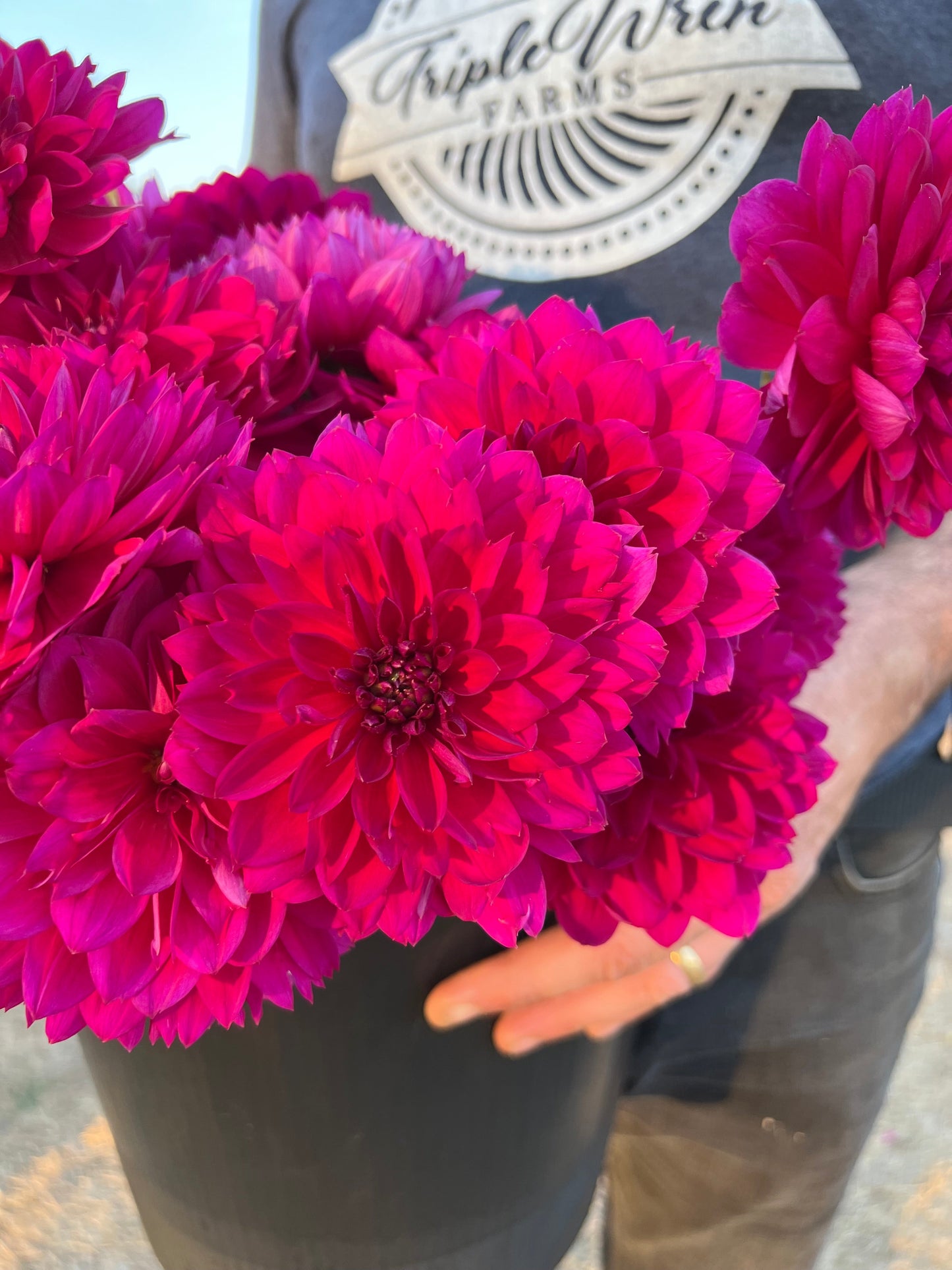 Sandia Nocturne : tubercule de dahlia