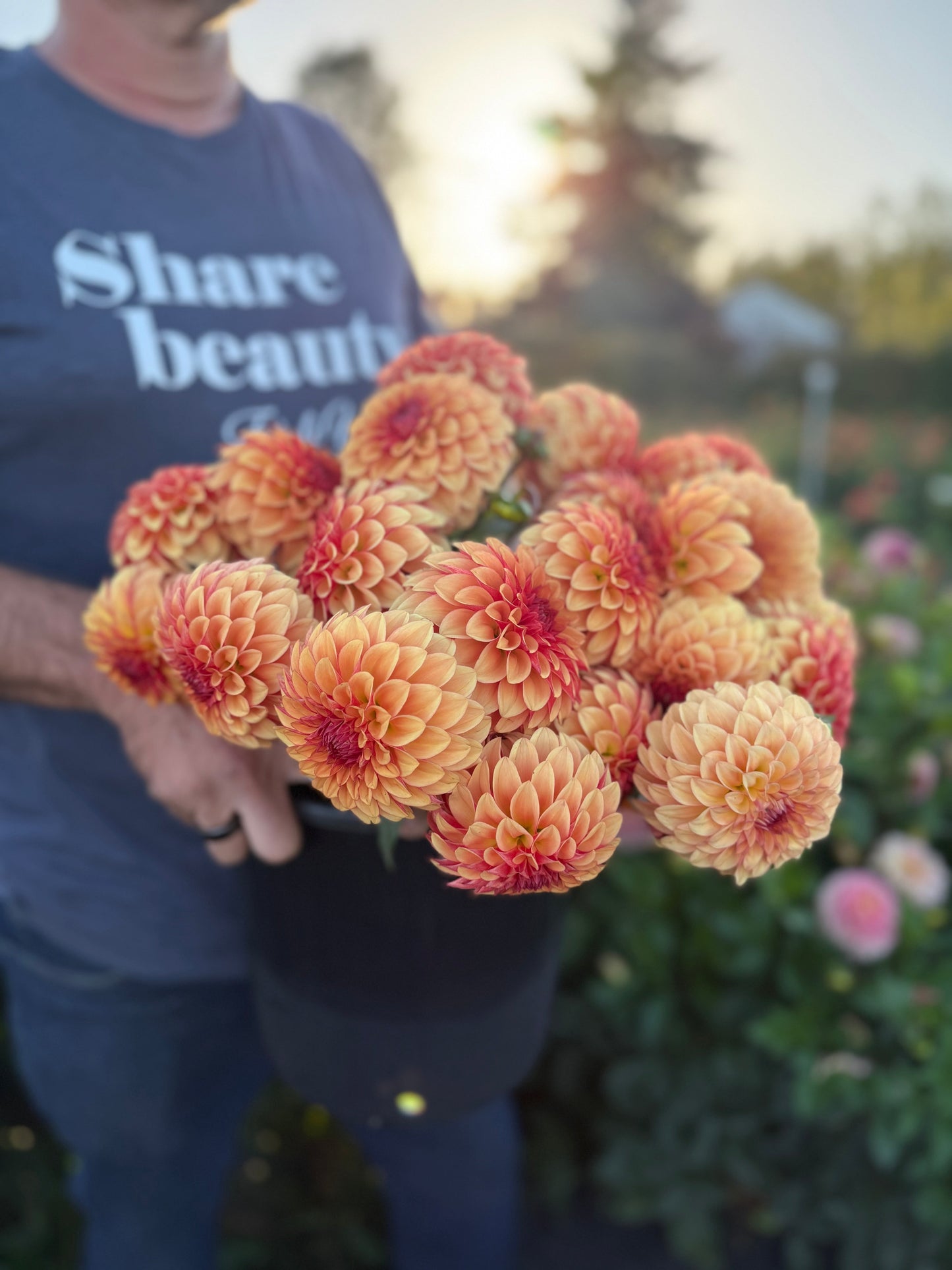 Carpe Dahlia Harvest Dahlia Tuber