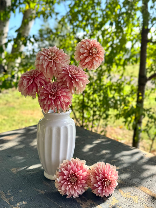 KA's Mocha Jo Dahlias from Triple Wren