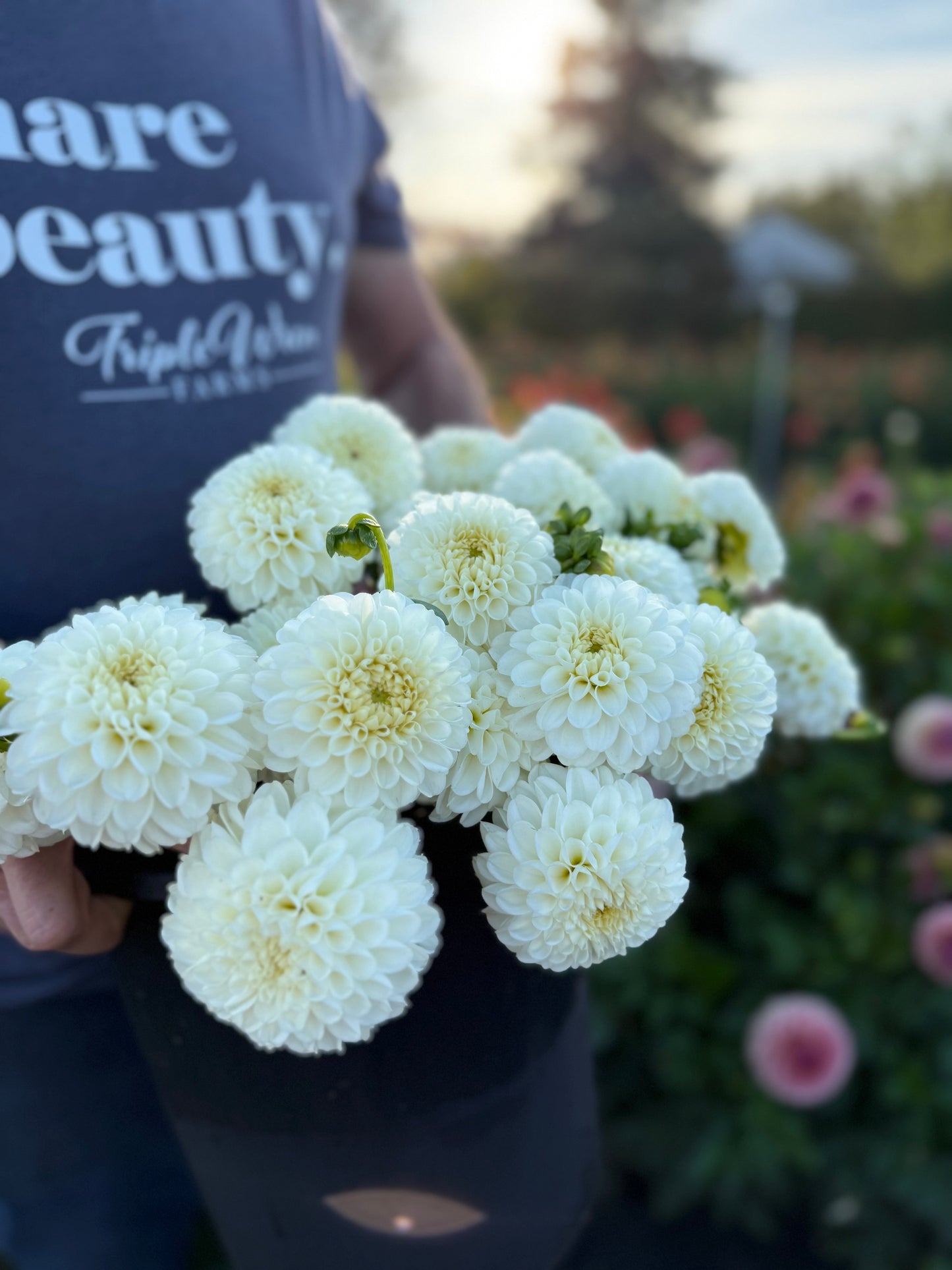 Ms Doris Dahlia Tuber