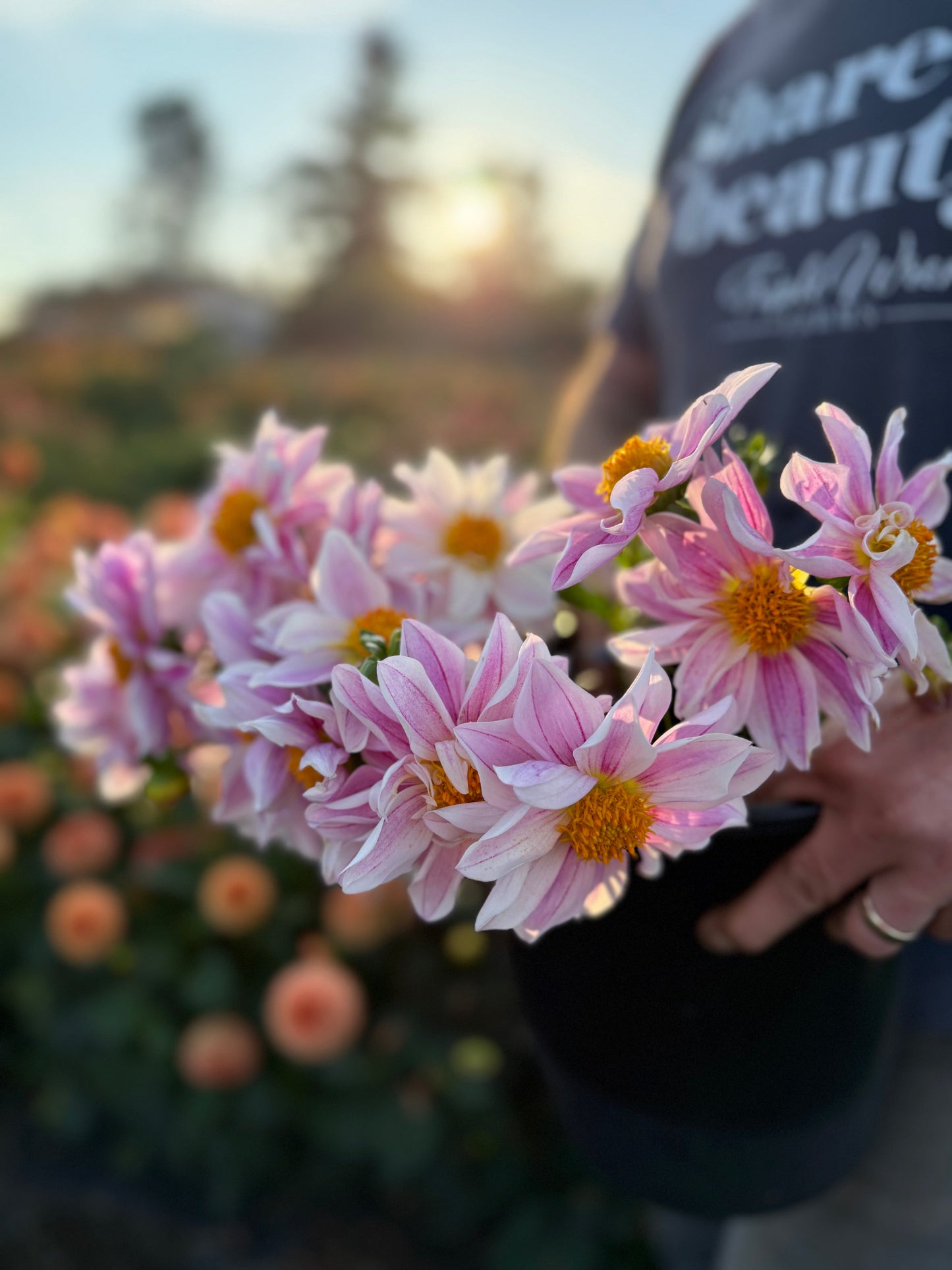 NY Papa Dahlia Tuber