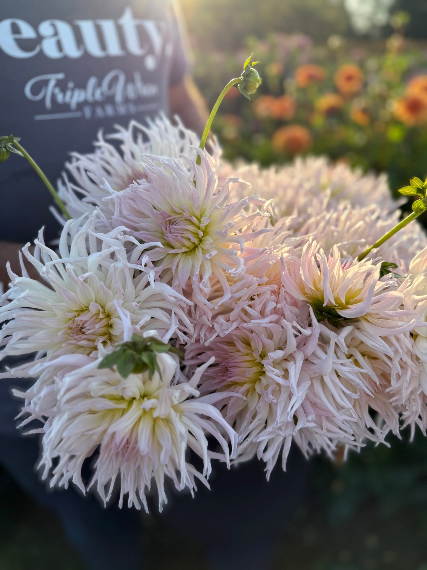 Sandia Lace Dahlia Tuber
