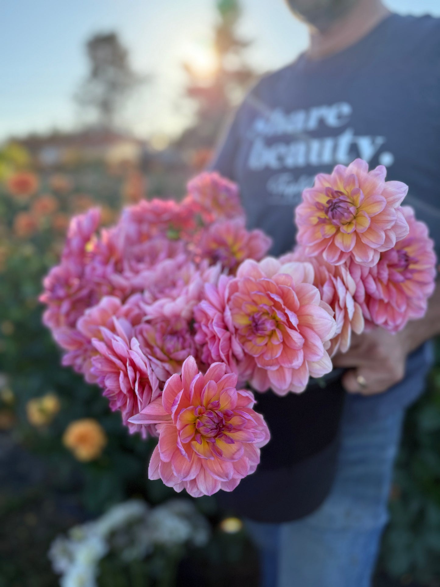 Sandia Rose Dahlia Tuber