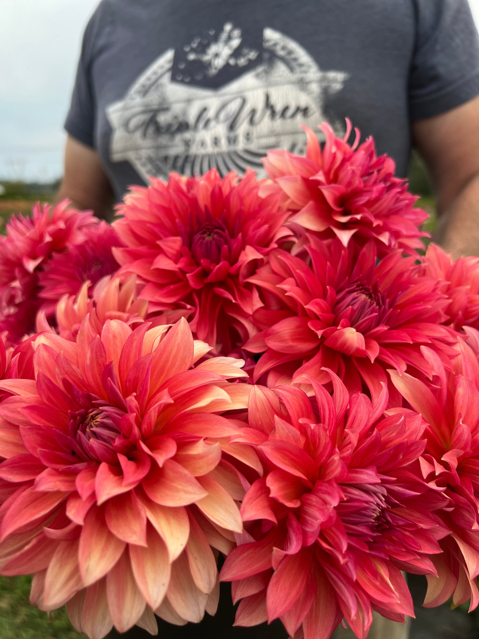 Buy Sandia Ruthie Rooted Dahlia Cuttings from Triple Wren Farms