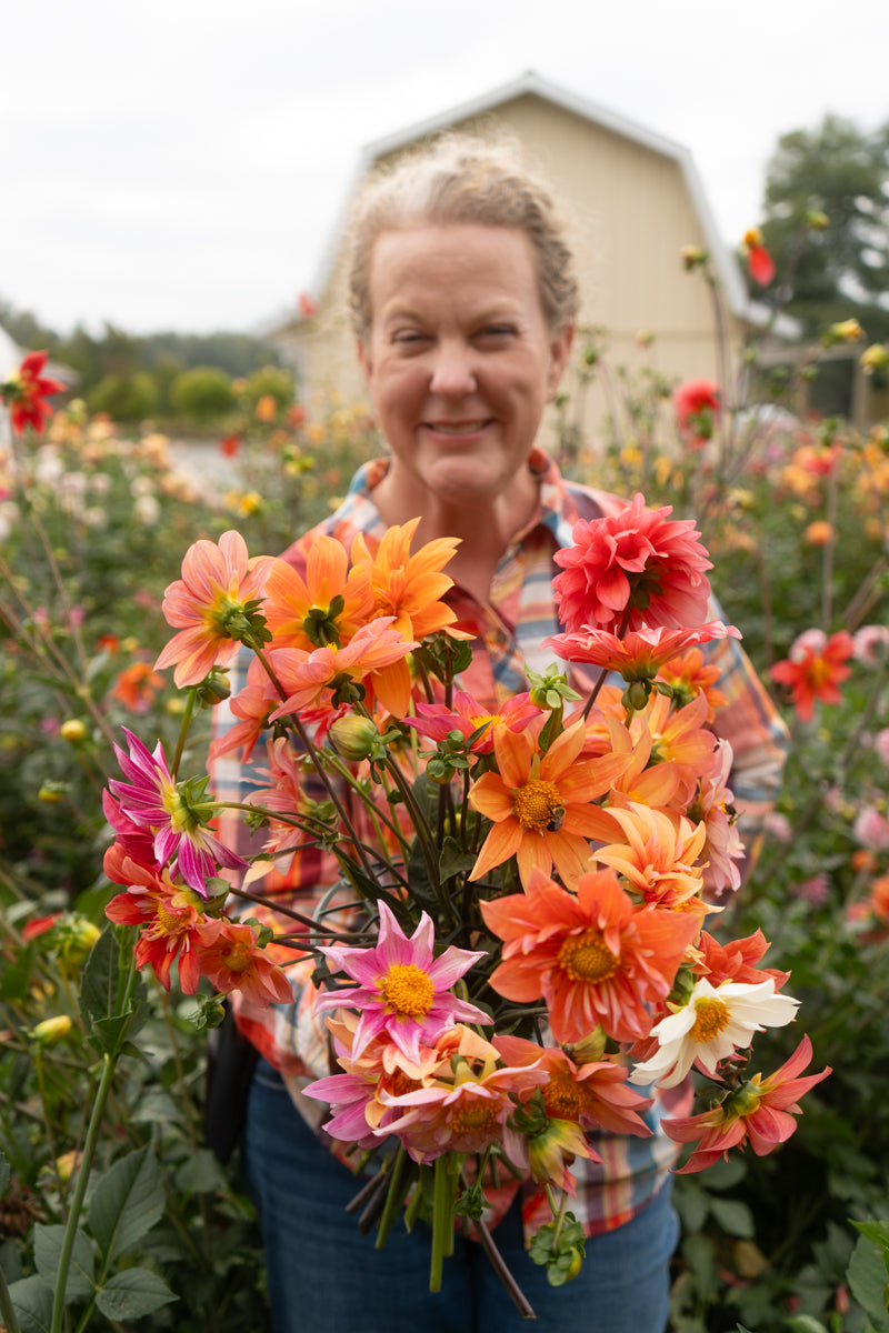 Dahlia Seeds: x Bloomquist Simple (at least 20 seeds)