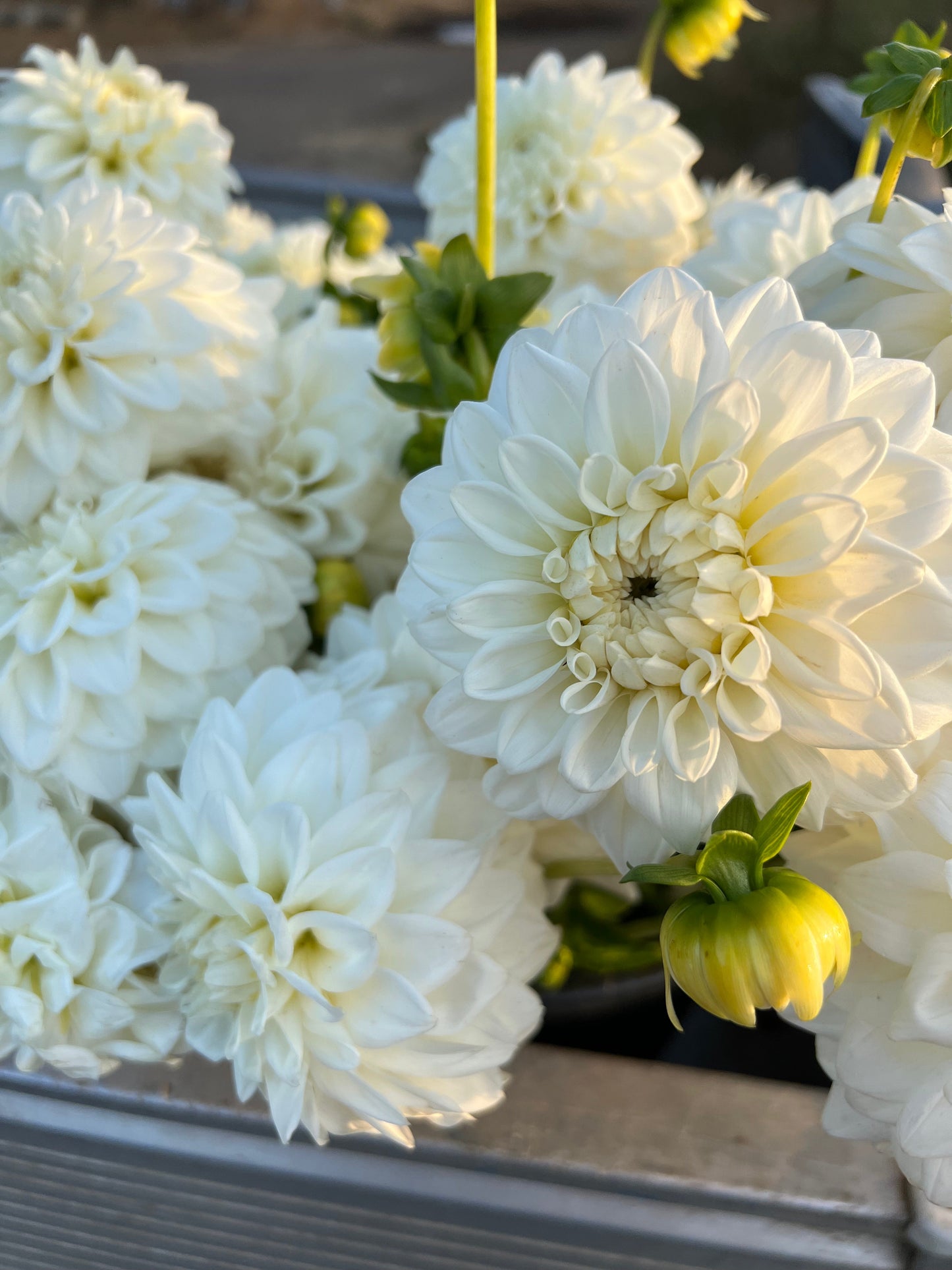 Salish Snow Day : tubercule de dahlia