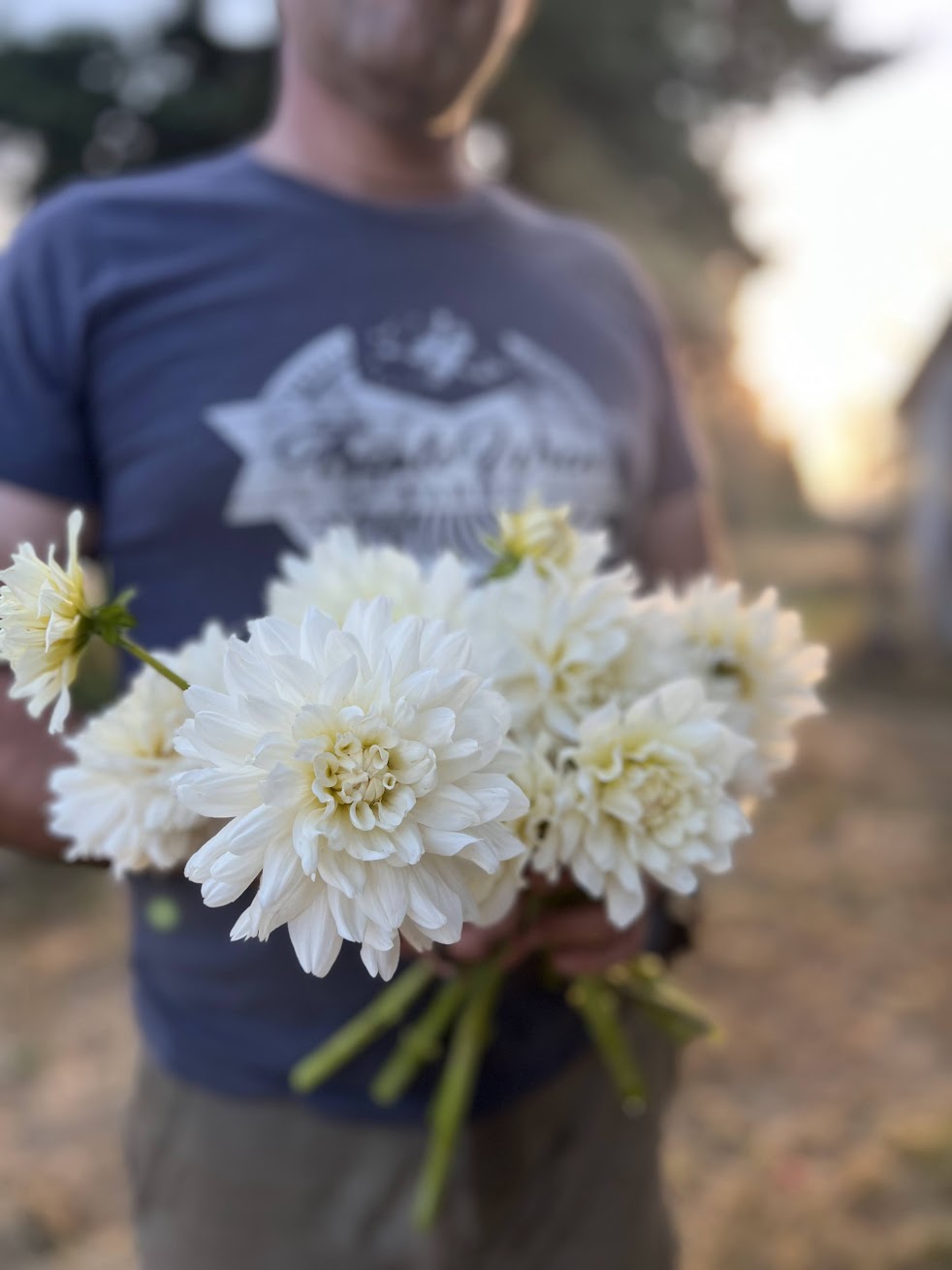 Vista Jake : tubercule de dahlia