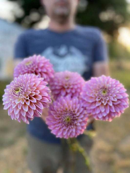 Bloomquist Essence dahlia tuber from Triple Wren Farms