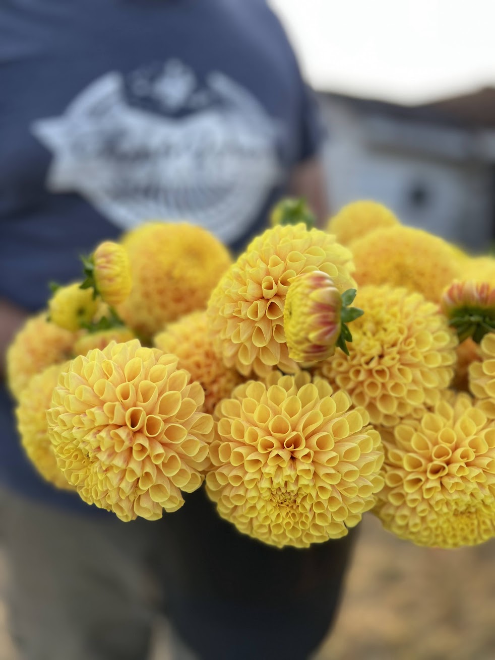 SB's Ora : tubercule de dahlia