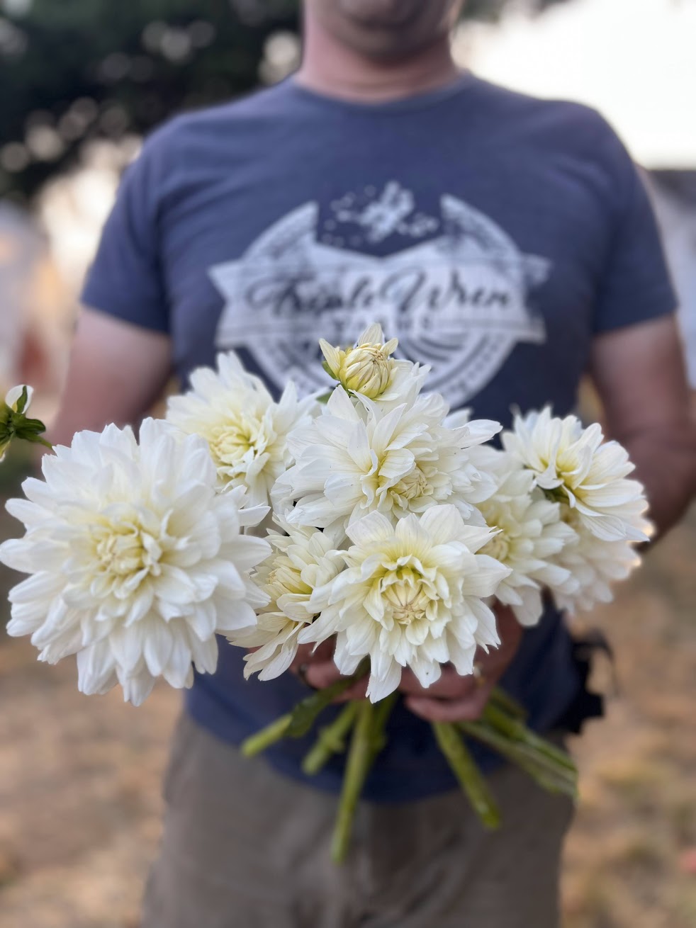 Vista Jake : tubercule de dahlia