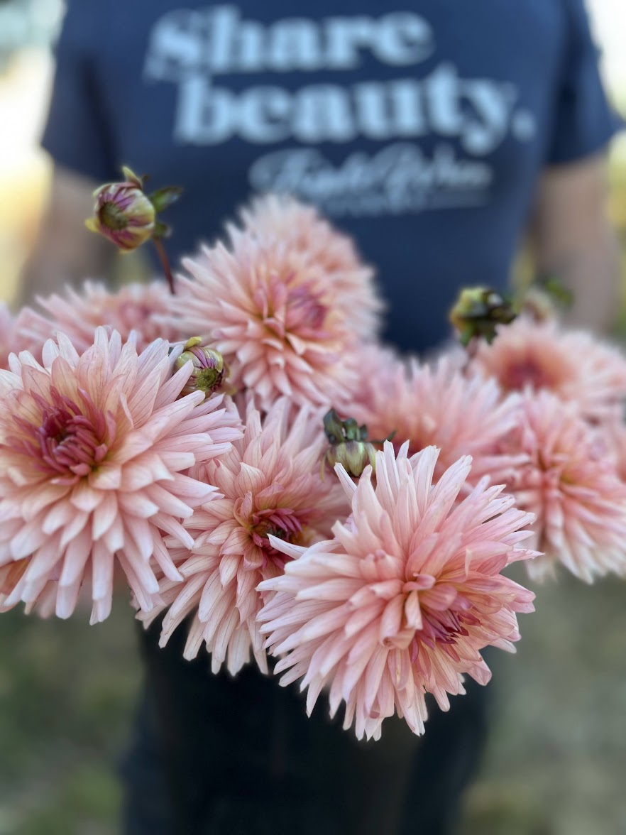 Preference Dahlia Tubers from Triple Wren Farms