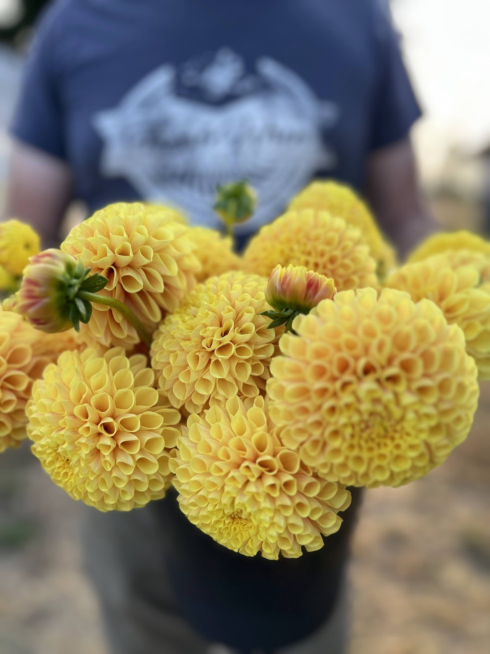SB's Ora : tubercule de dahlia