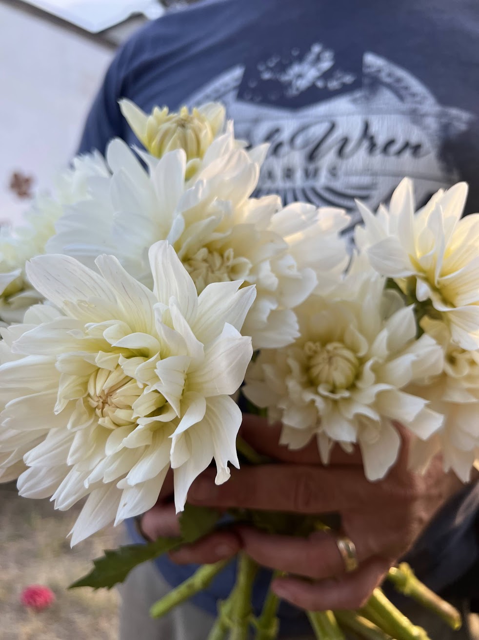 Vista Jake : tubercule de dahlia