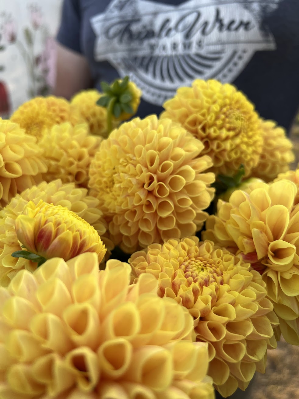 SB's Ora : tubercule de dahlia
