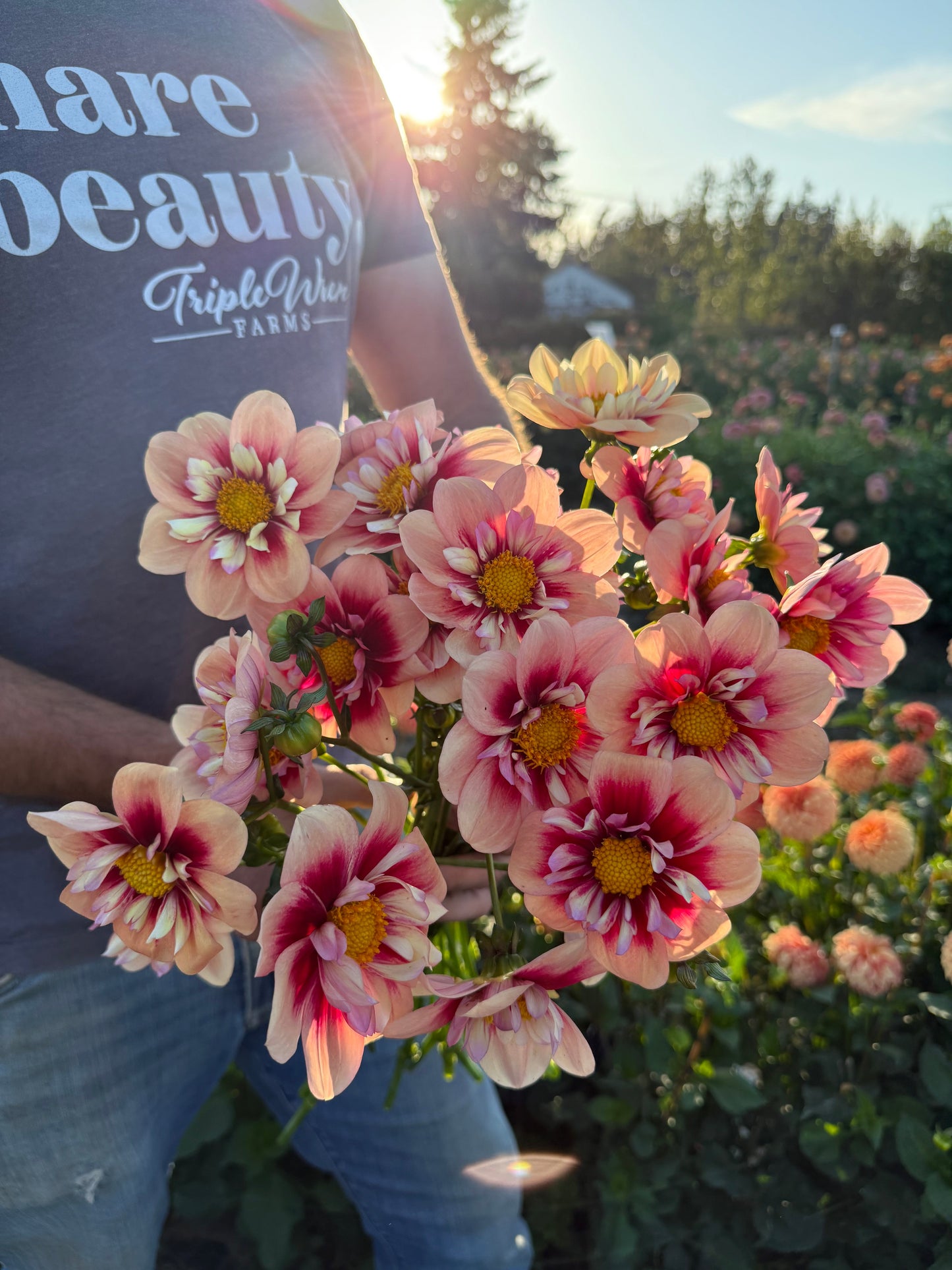 Rhubarb and Custard Dahlia Tuber
