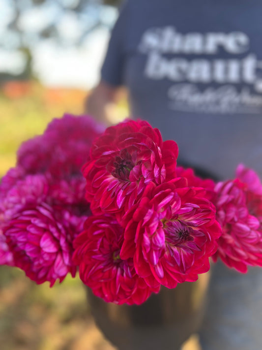 Sandia Bertha : tubercule de dahlia