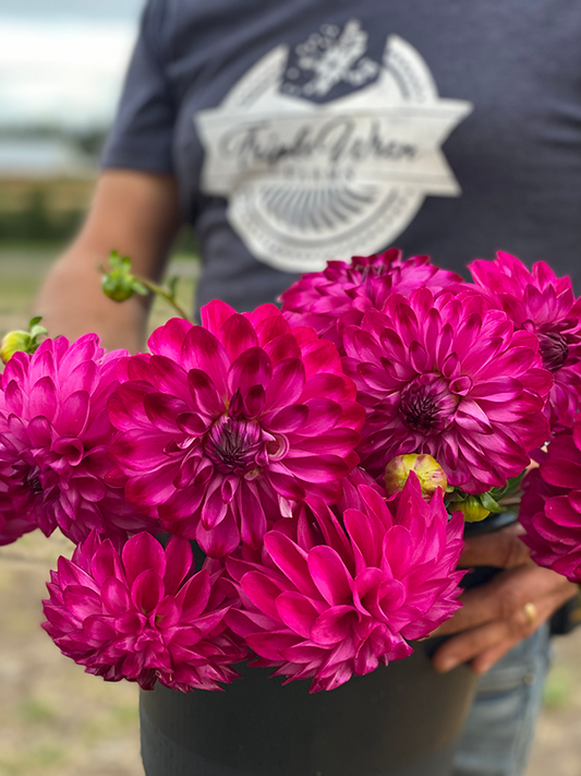 Bloomquist Vivian R Dahlia Tubers from Triple Wren Farms