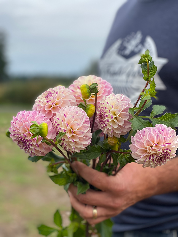 White and Cream and Purple and Pink and pale yellow Bloomquist Wonderful Dahlia Tubers from Triple Wren Farms