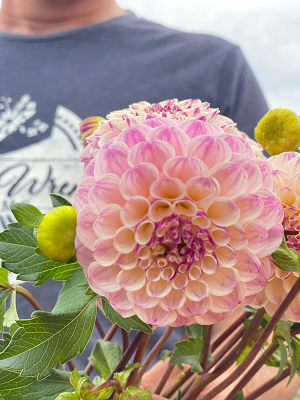 buy Bloomquist Wonderful Dahlia Tubers from Triple Wren Farms for your home garden