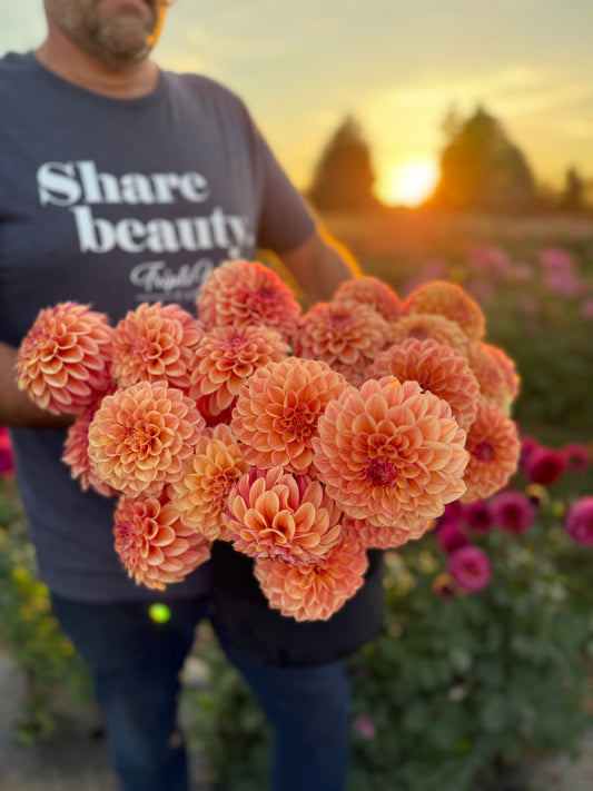 Carpe Dahlia Summer Blush Dahlia Tuber