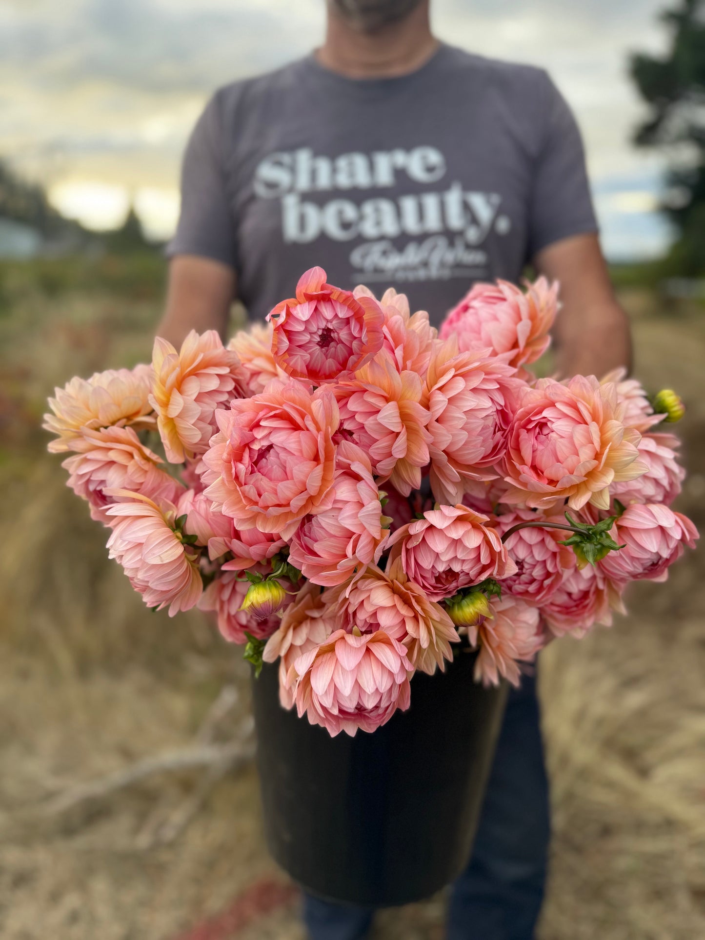 Ms Peachy Dahlia Tuber