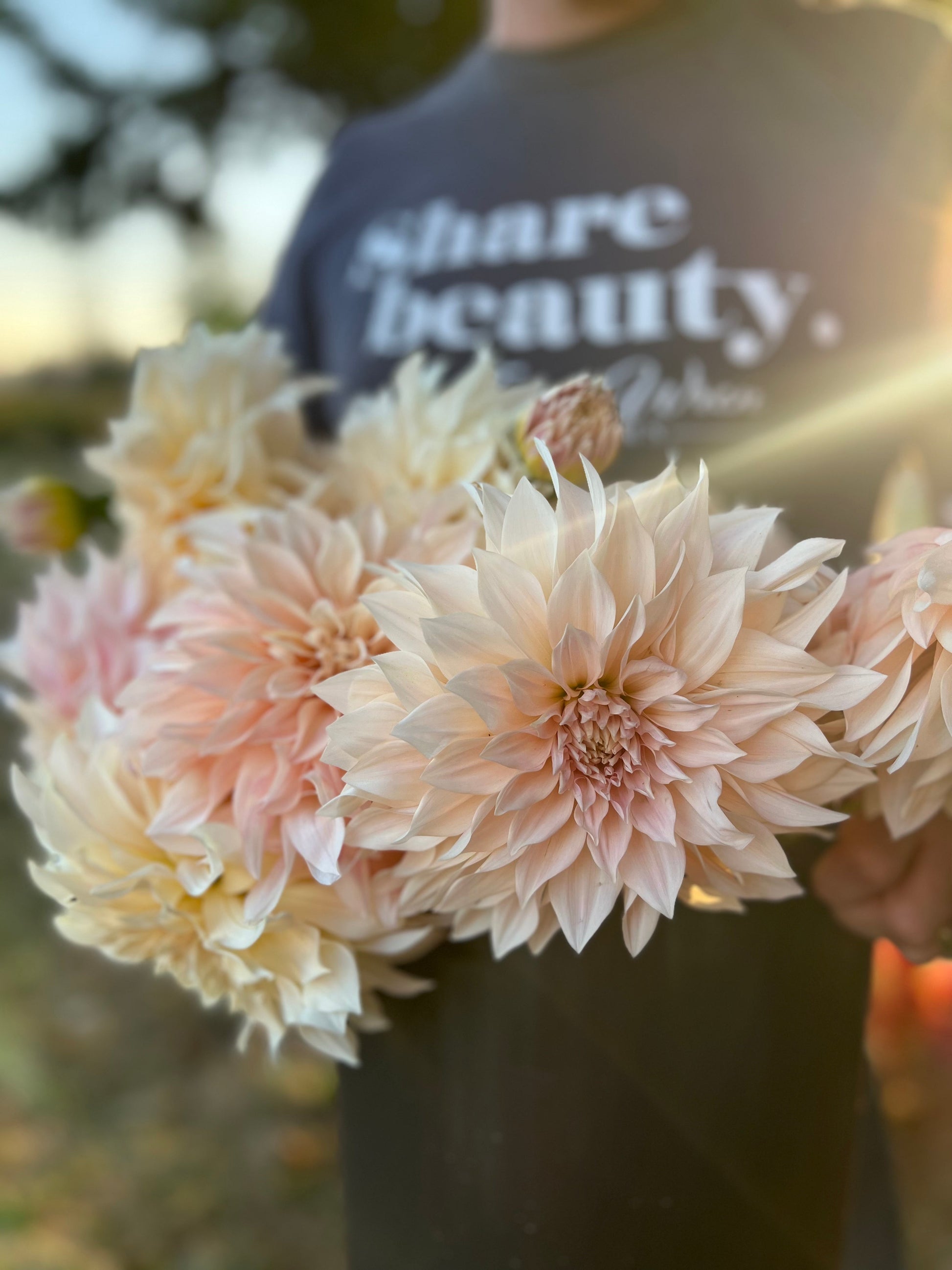 buy Cafe au Lait Dahlia tubers from Triple Wren Farms  for your home garden