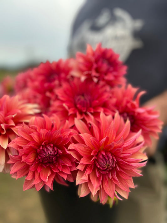 Sandia Ruthie : tubercule de dahlia 