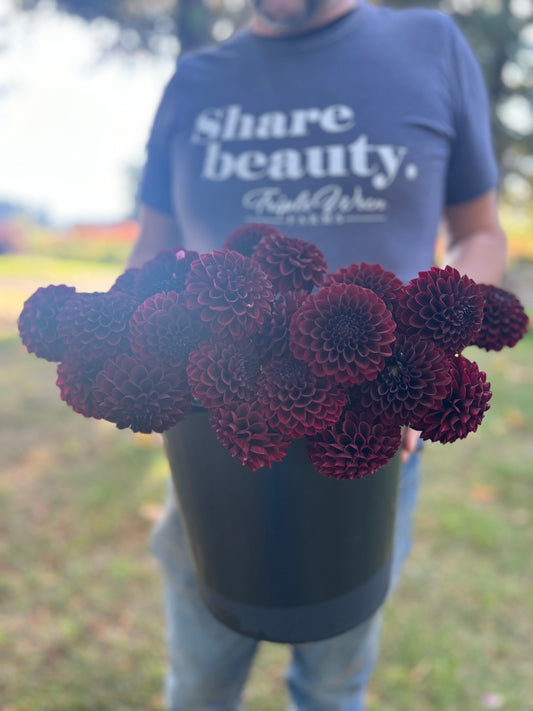 Bloomquist Champion dahlia tubers from Triple Wren Farms