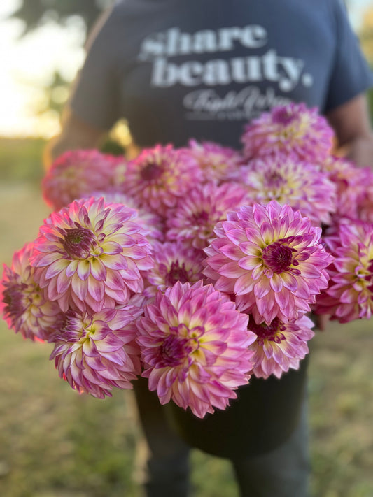 Bloomquist Jody Lynn dahlia tubers from Triple Wren Farms