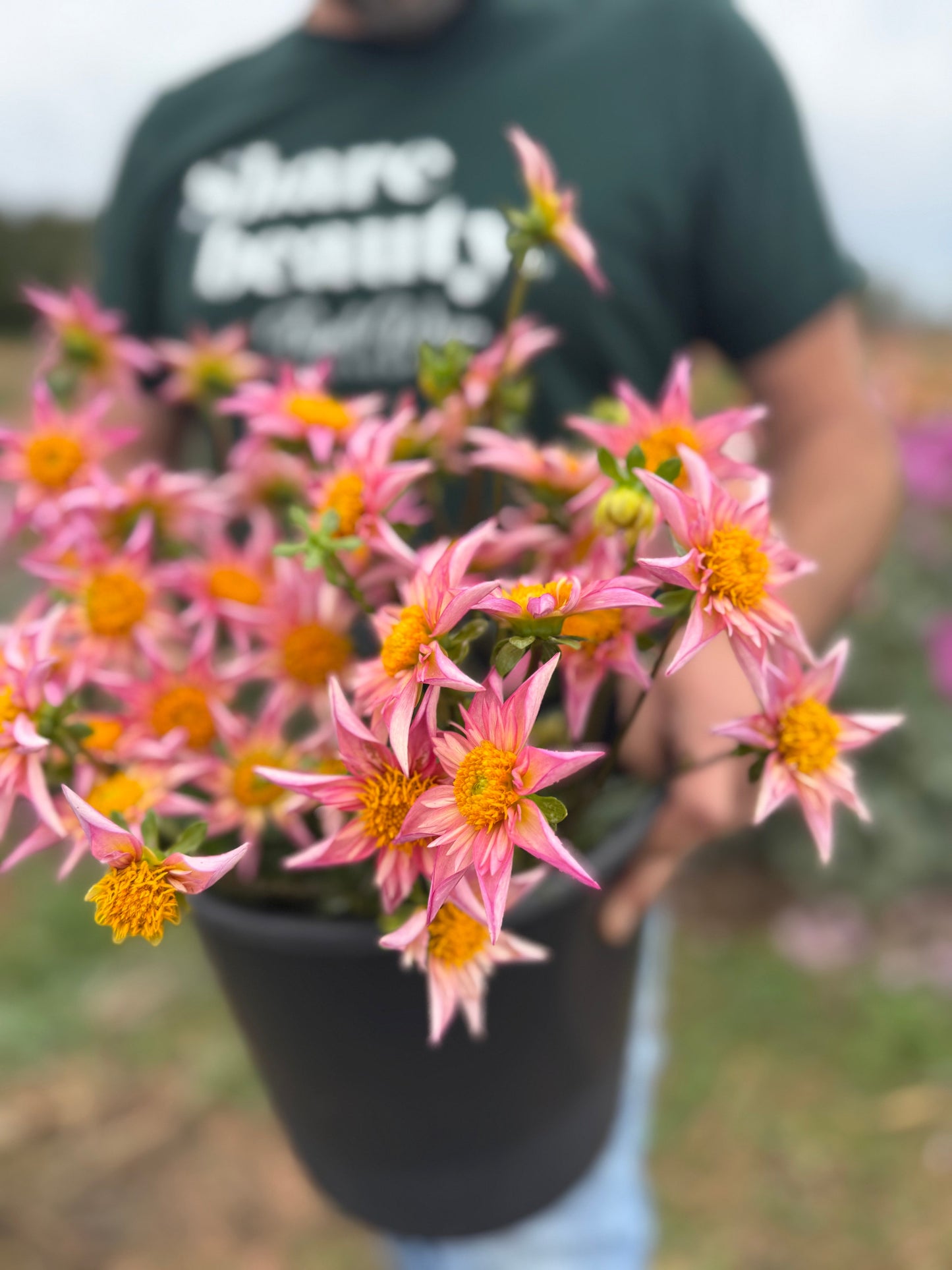 Bloomquist Ginger Dahlia Tuber