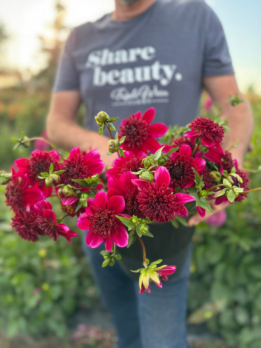 Bloomquist Larrie Ann Dahlia Tuber