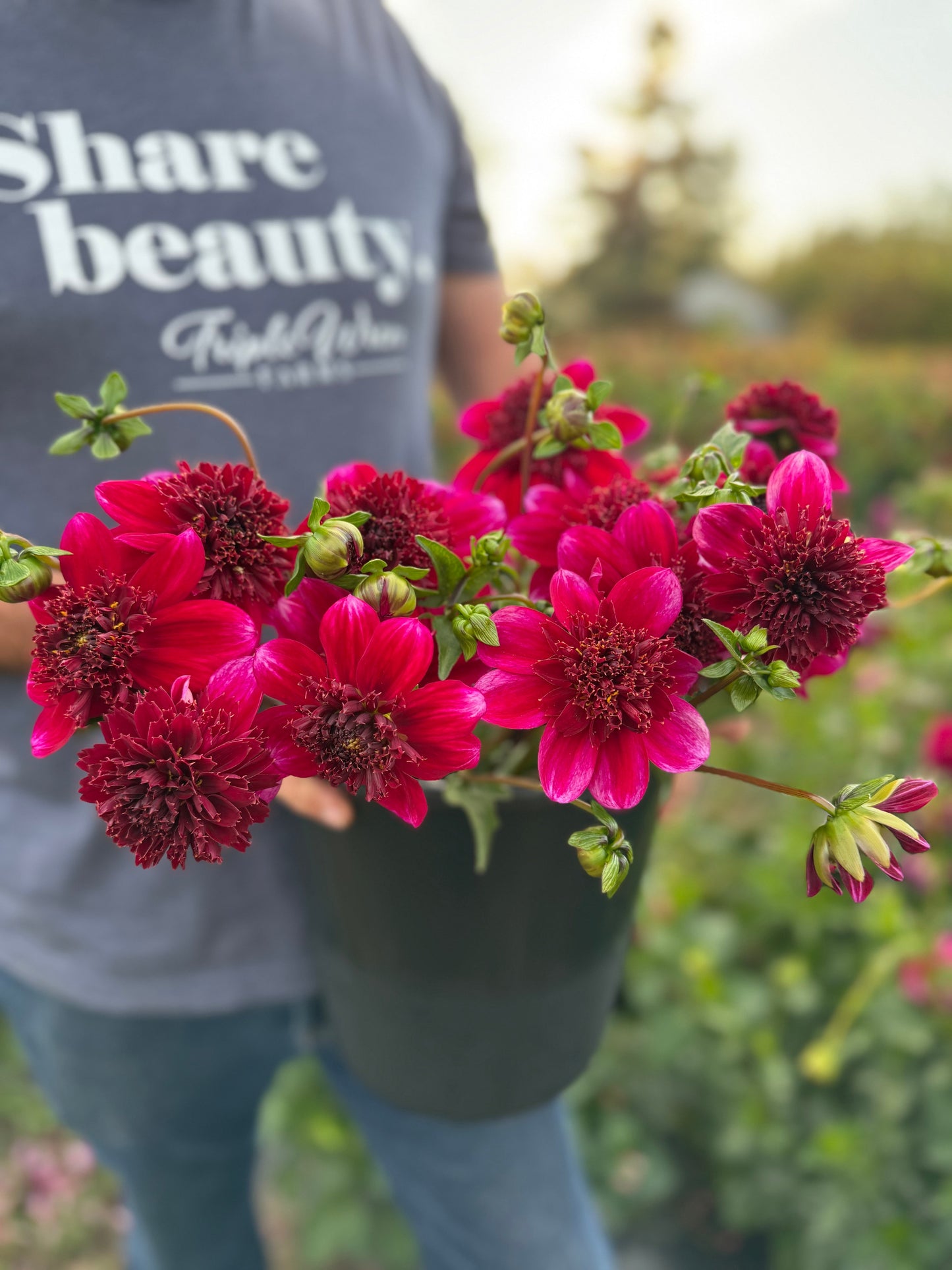 Bloomquist Larrie Ann Dahlia Tuber