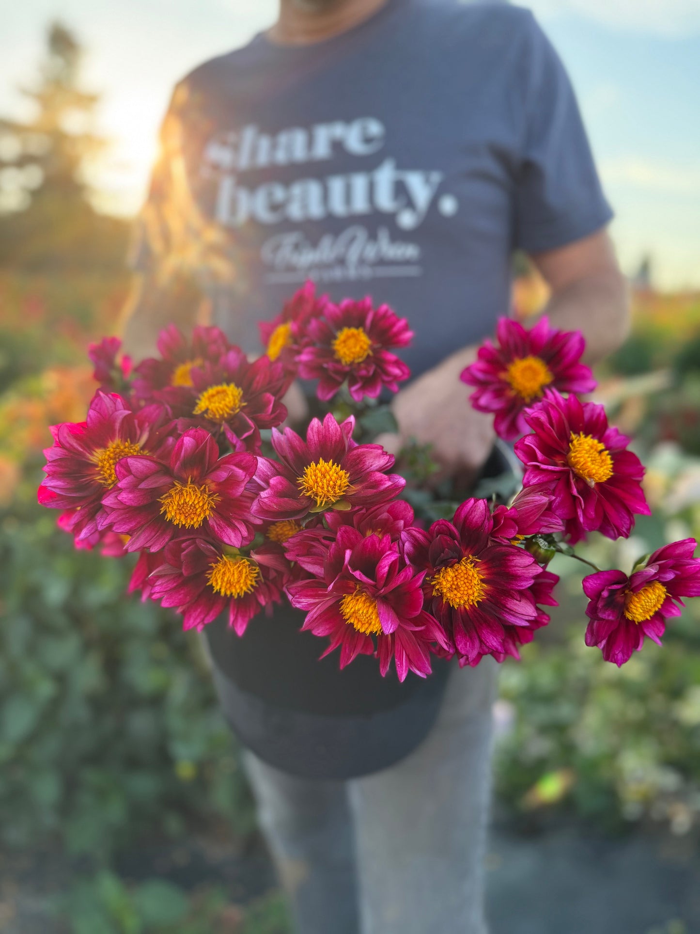 Bloomquist Night Owl Dahlia Tuber