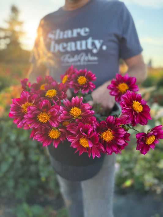 Bloomquist Night Owl Dahlia Tuber