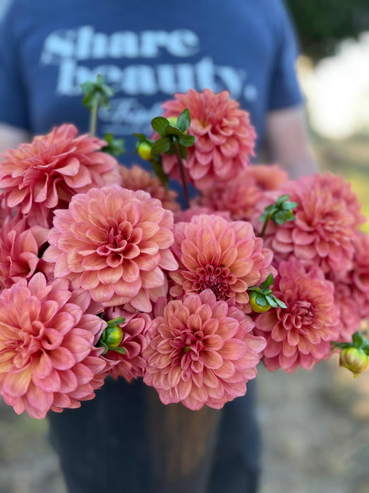 Bloomquist Philly dahlia tubers from Triple Wren Farms