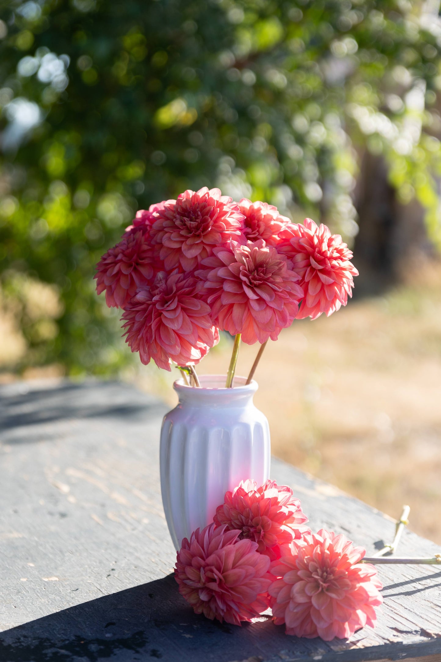 Bloomquist Philly Coral Dahlia White Vase Tissue Culture Rooted Cutting