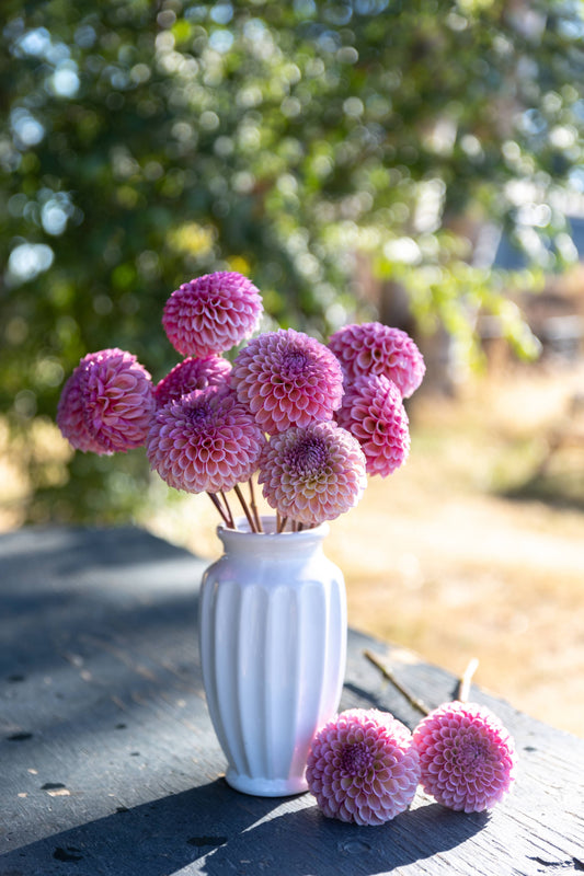 Bracken Rose Dahlia Plants from Triple Wren Farms