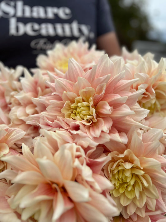 Buy Break Out Dahlia tubers from Triple Wren Farms for your home garden