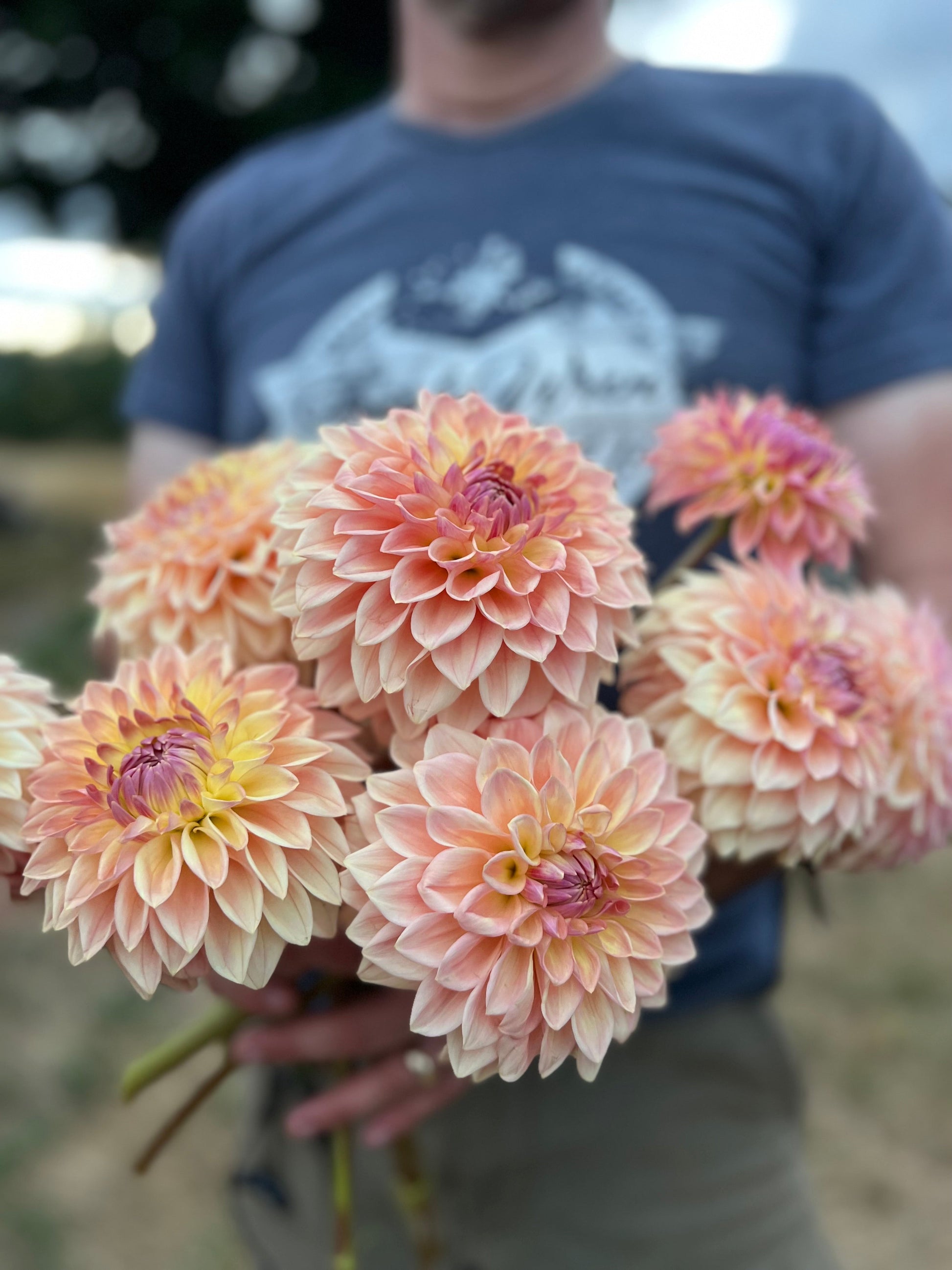 Buy Bloomquist Alan Rooted Cuttings from Triple Wren Farms