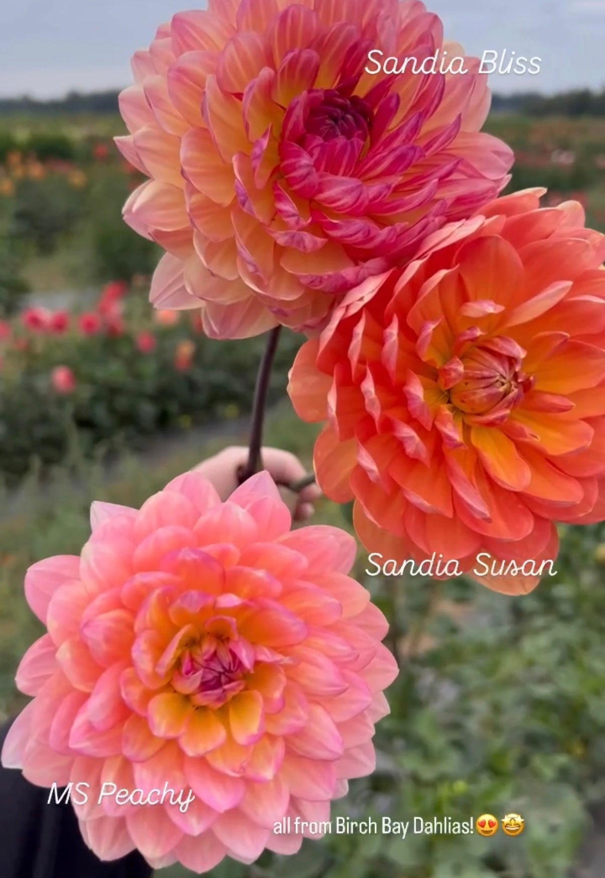 Ms Peachy Dahlia Tuber