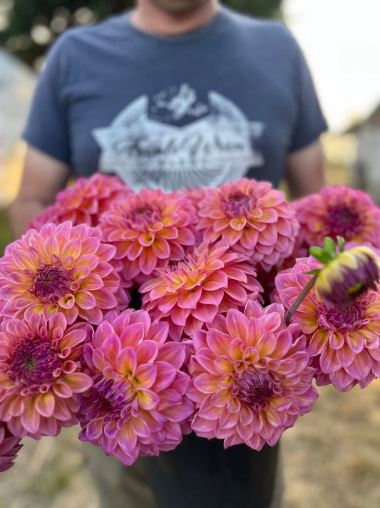 Bloomquist Dave dahlia tubers from Triple Wren Farms