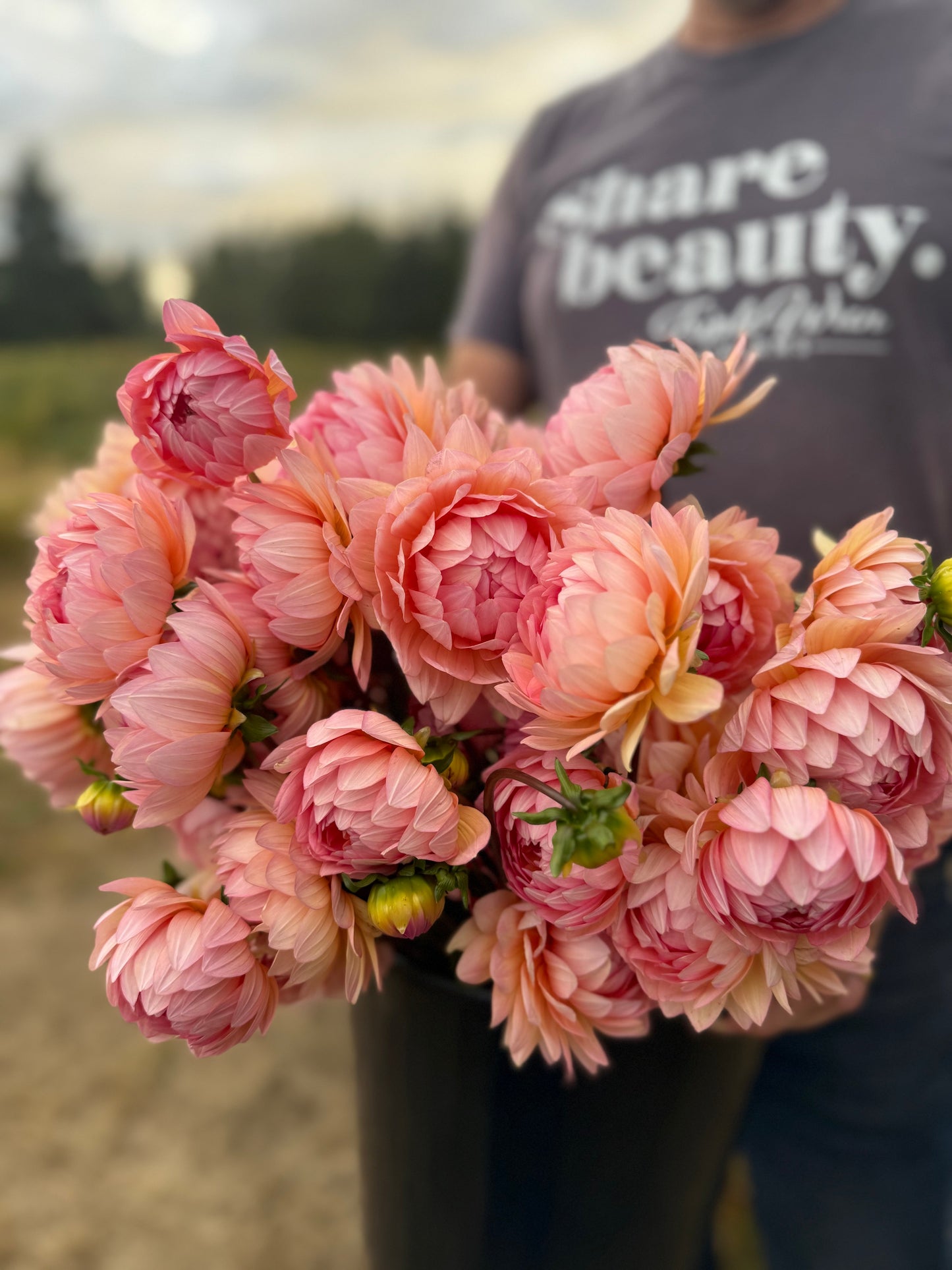 Ms Peachy Dahlia Tuber