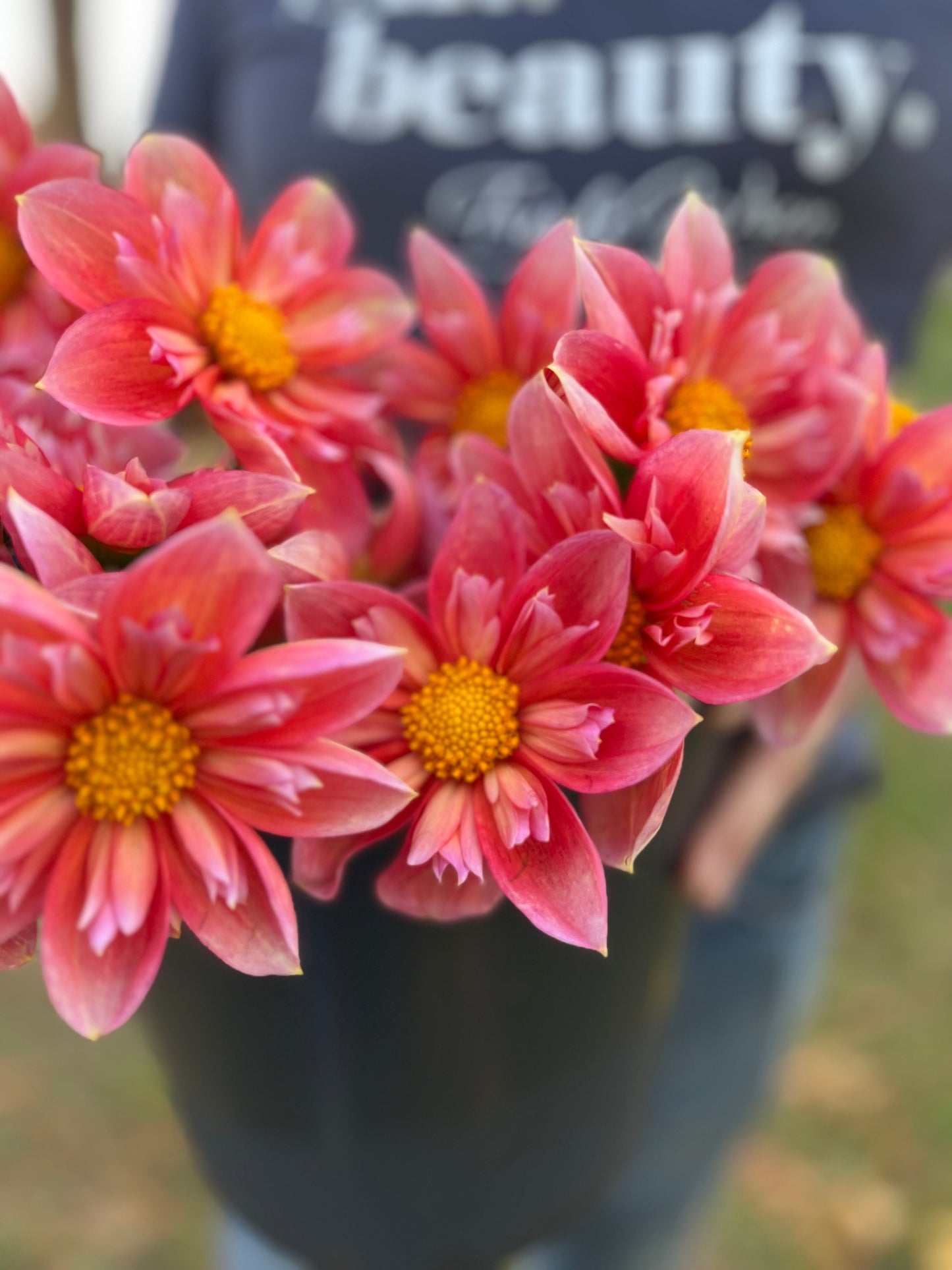 Pink and Coral and Blush Bloomquist Simple Dahlia Tubers from Triple Wren Farms